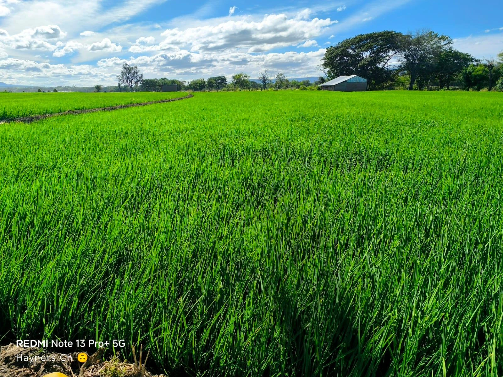 Siembra de arroz de riego alcanza las 39,800 manzanas en Nicaragua