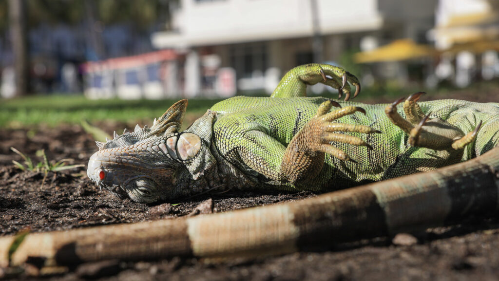 Miles de iguanas quedan aturdidas por el frío en EEUU