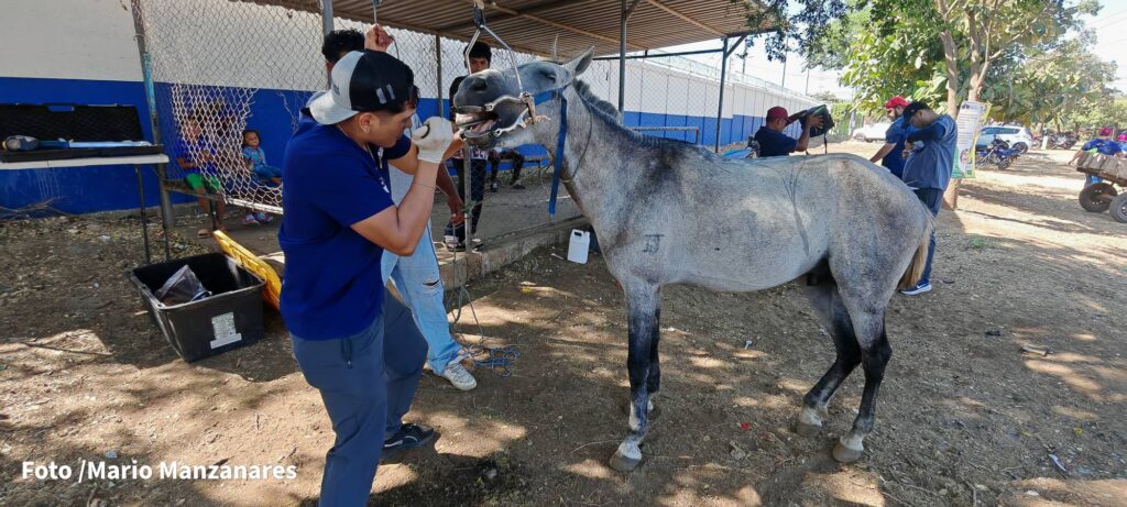 Jornada veterinaria garantiza atención médica a equinos de Ciudad Sandino