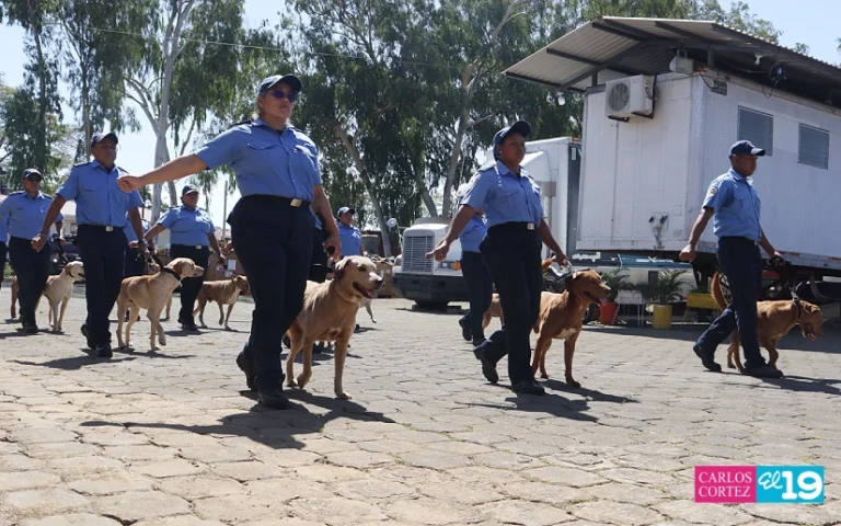 Bomberos Unidos perfeccionan la técnica de rescate con apoyo de la unidad canina
