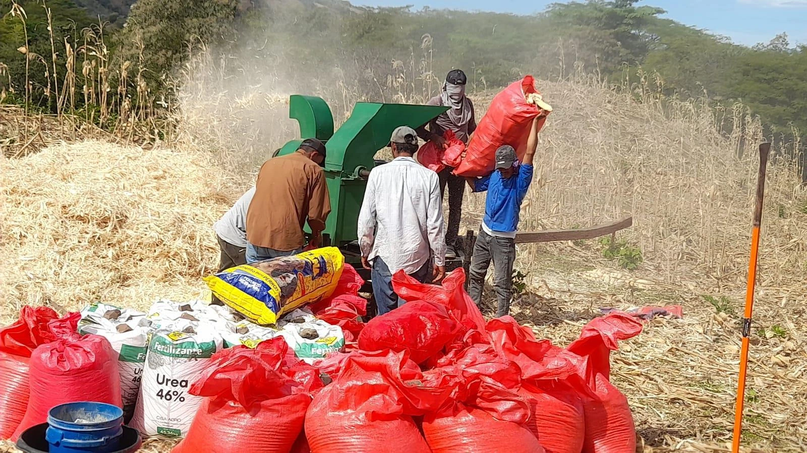 Exitosa cosecha de maíz de postrera genera dos millones de quintales de maíz