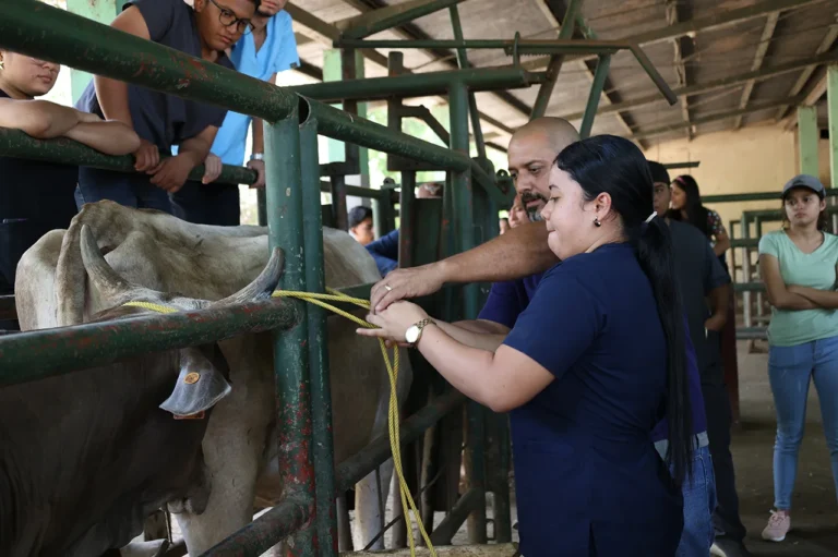 Hospital Veterinario de la UNA ampliará atención gratuita a bovinos y equinos