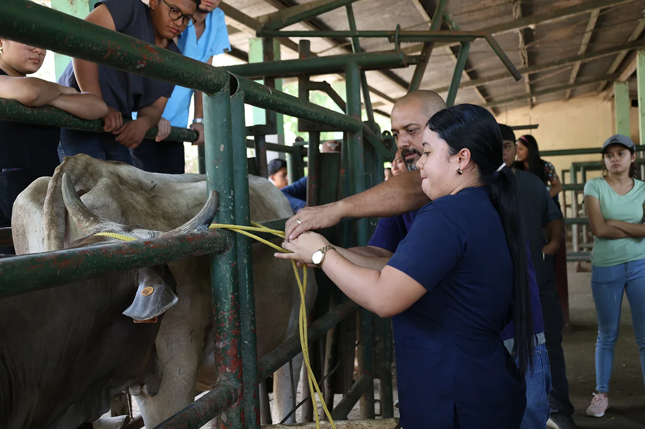 Hospital Veterinario de la UNA ampliará atención gratuita a bovinos y equinos