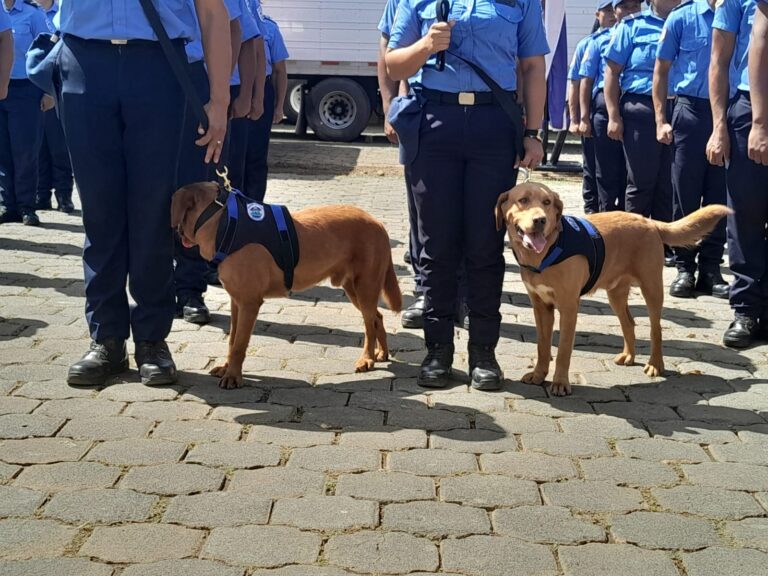 Bomberos fortalecen respuesta ante accidentes de tránsito y trabajo de la brigada canina