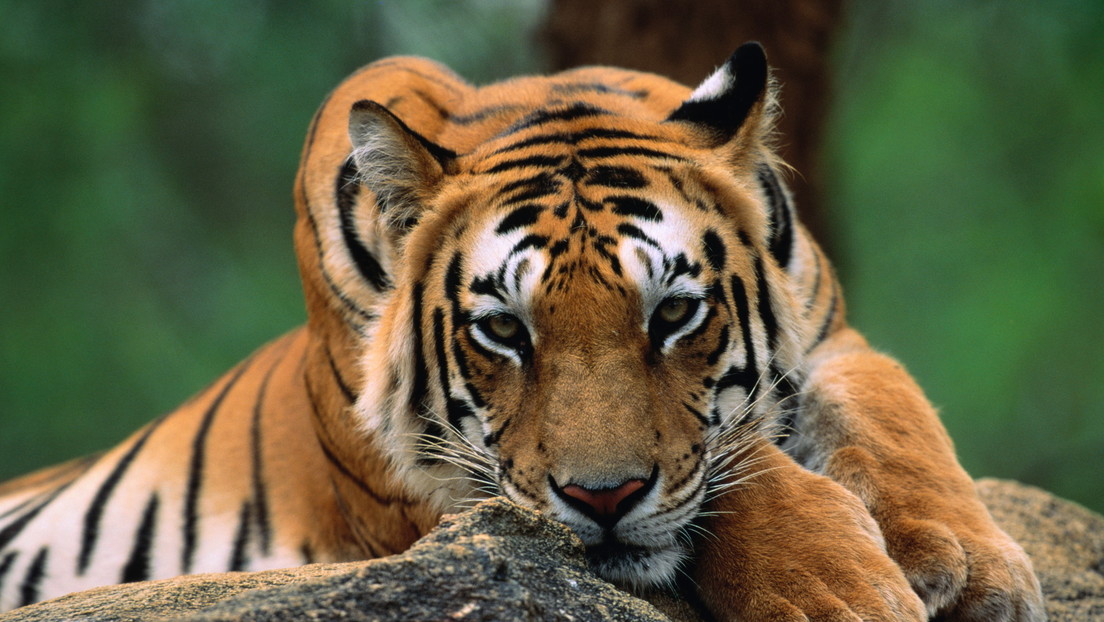 Más de 70 tigres mueren en parques turísticos de Tailandia en medio de brote de virus felino