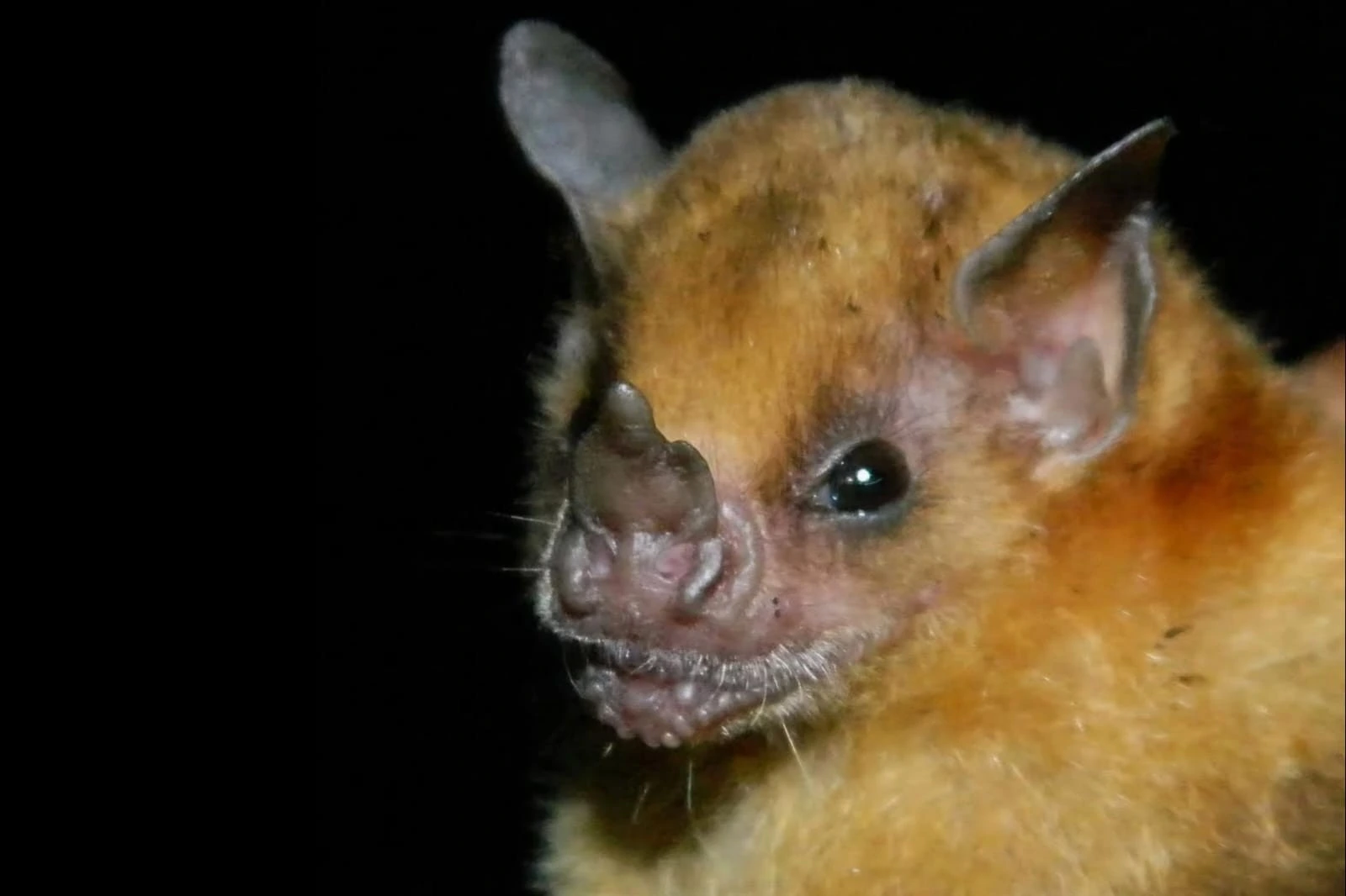Identifican 22 especies de aves en el Complejo Volcánico Cerro Negro