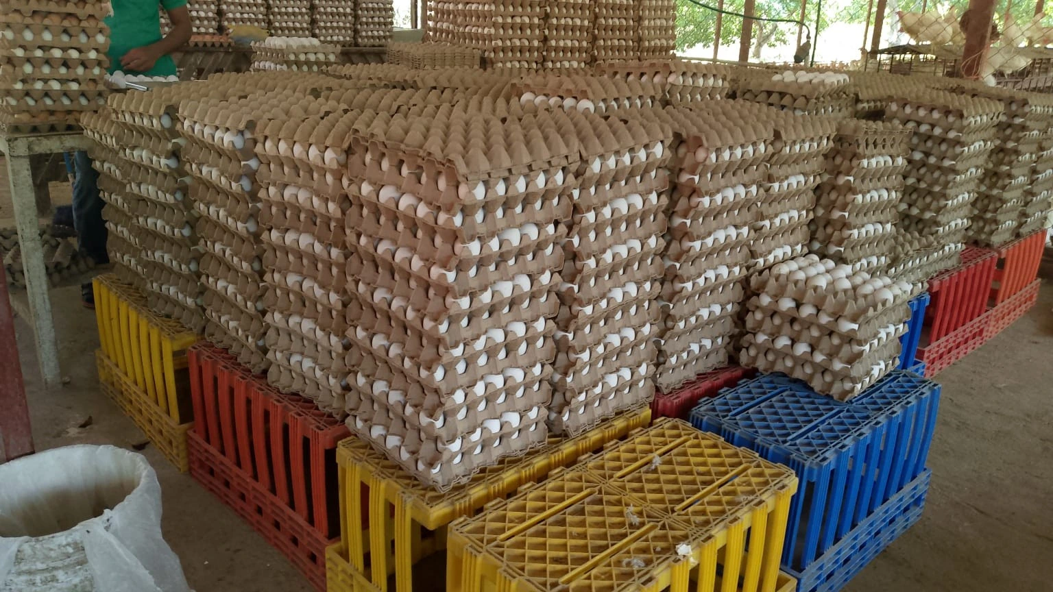 MAG reporta sólido crecimiento en la producción nacional de huevo