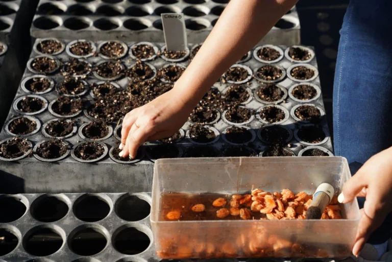 Más de 100 mil plantas forestales serán sembradas en 2026 en Nicaragua