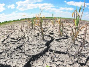 Extienden en Uruguay emergencia agropecuaria por sequía