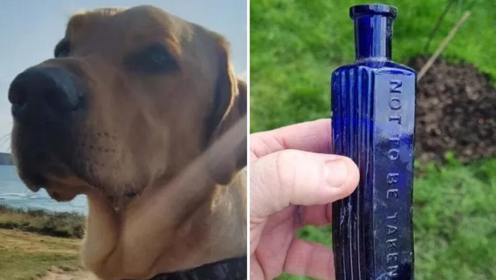 Un perro desentierra posible evidencia de un asesinato ocurrido hace 160 años