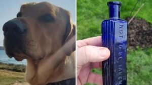Un perro desentierra posible evidencia de un asesinato ocurrido hace 160 años