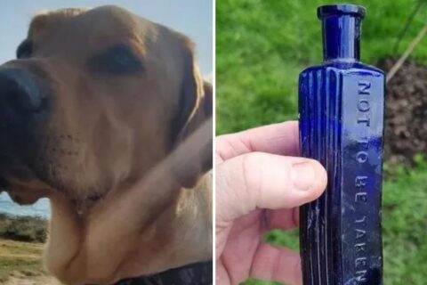 Un perro desentierra posible evidencia de un asesinato ocurrido hace 160 años