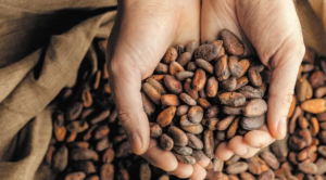 Parlamento de Nicaragua aprueba decreto internacional del cacao 2026