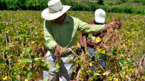 Sombrío panorama para agricultura en El Salvador