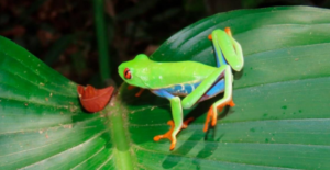 Marena libera 180 ejemplares de fauna silvestre en Mulukukú