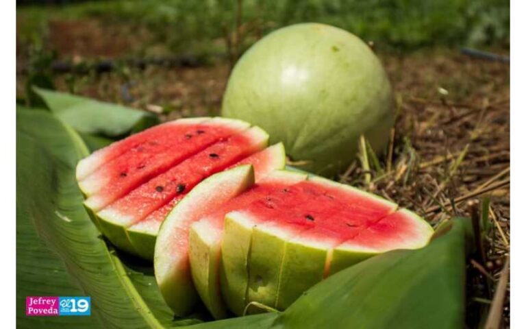 Garantizado el abastecimiento de sandía en verano con una producción de 2.4 millones de unidades