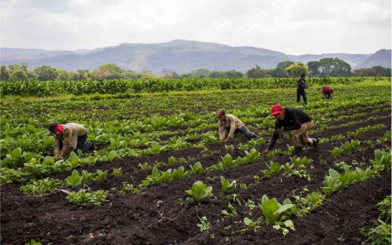 Autoridades instan a productores a ser cautelosos ante lluvias que no representan el establecimiento del invierno