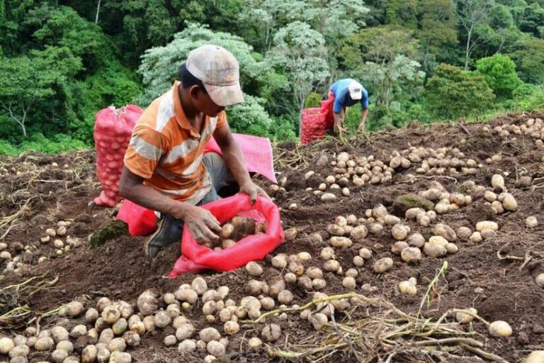 Este 15 de mayo arranca Ciclo Productivo 2026-2027 en Nicaragua