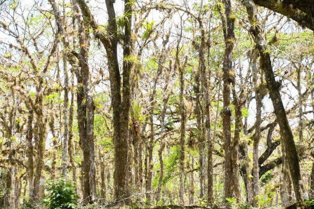 Marena desarrolla estudio poblacional de especies forestales en todo el país