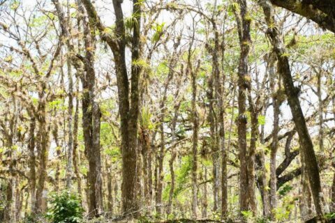 Marena desarrolla estudio poblacional de especies forestales en todo el país