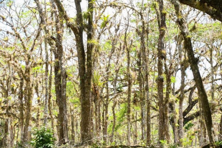 Marena desarrolla estudio poblacional de especies forestales en todo el país