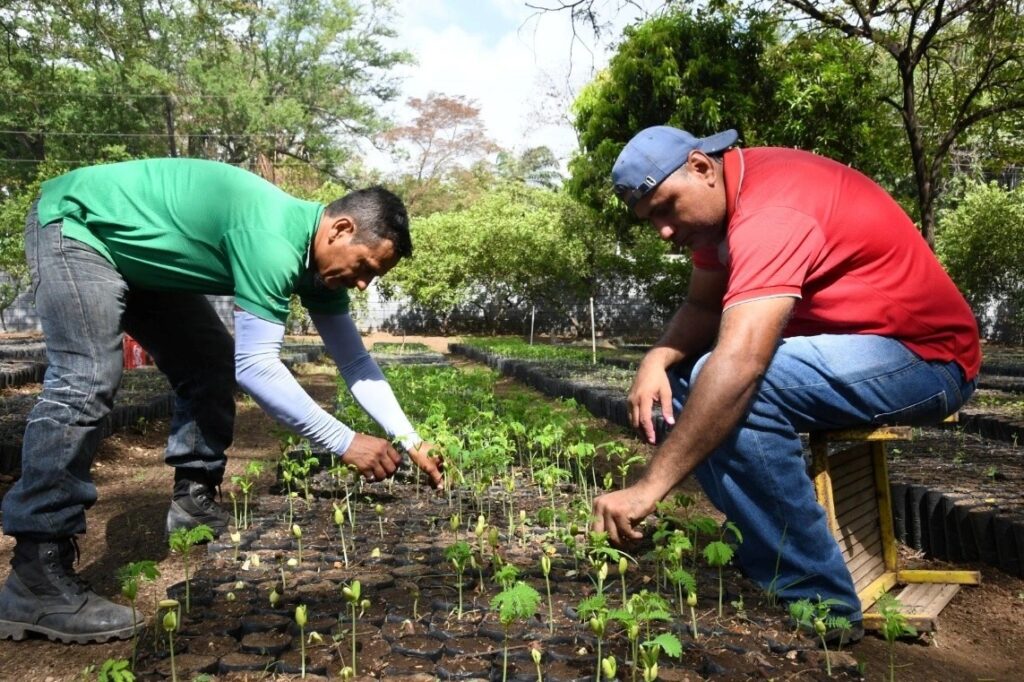 Marena produce 5.3 millones plantas en el primer cuatrimestre del año