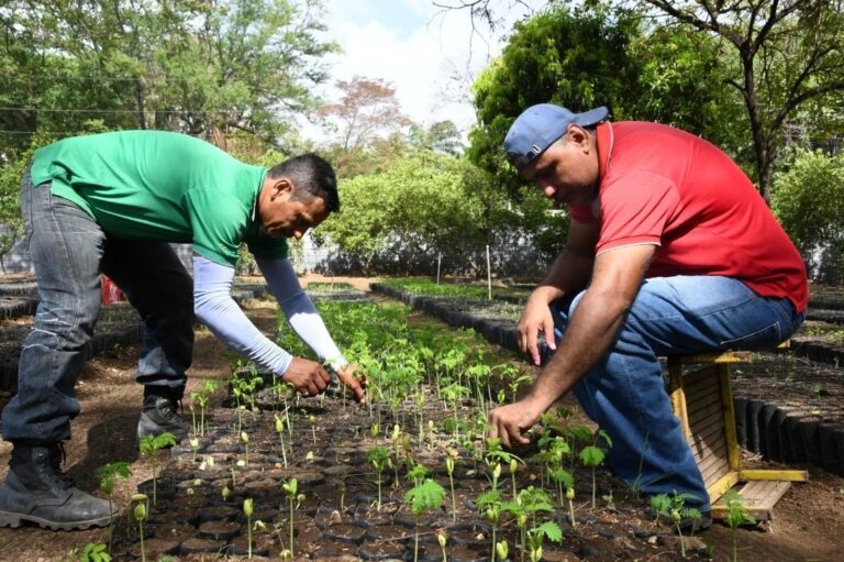 Marena produce 5.3 millones de plantas en el primer cuatrimestre del año