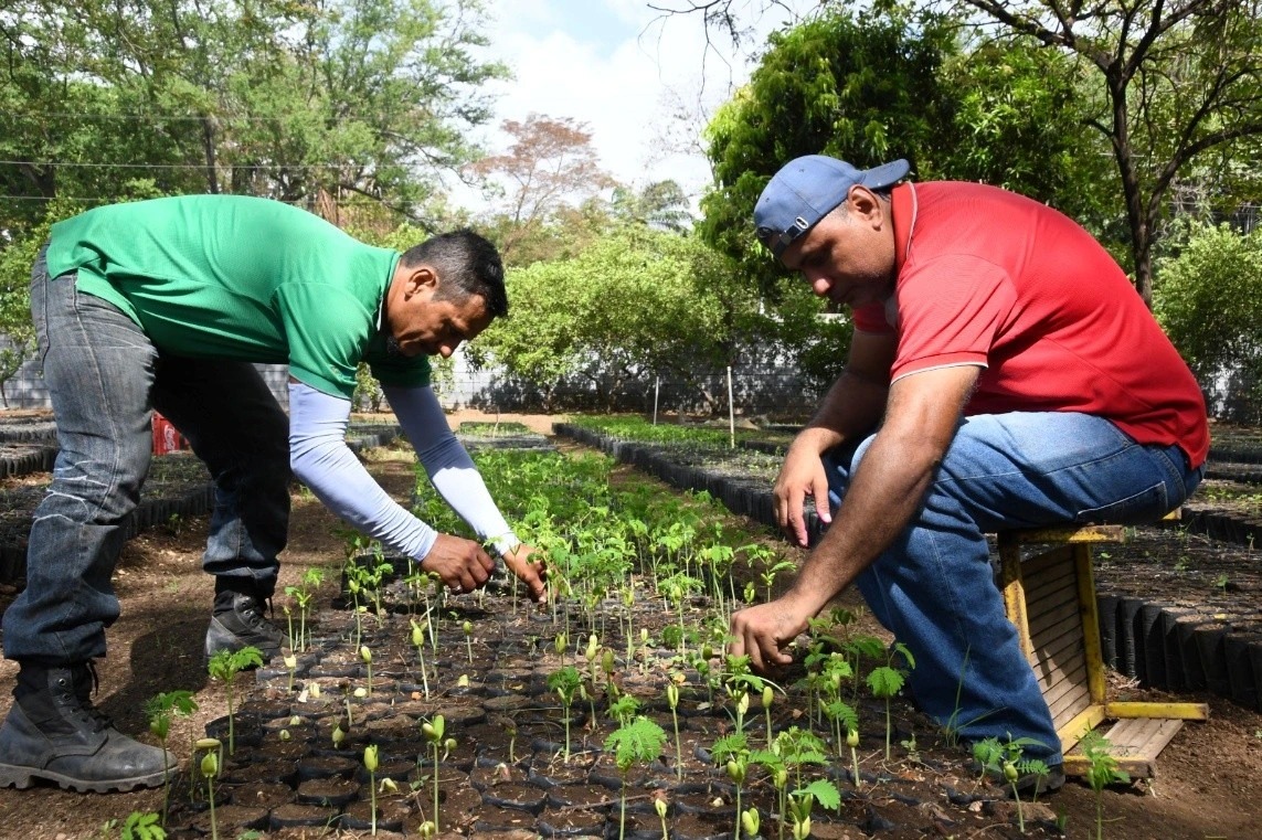 Marena produce 5.3 millones de plantas en el primer cuatrimestre del año