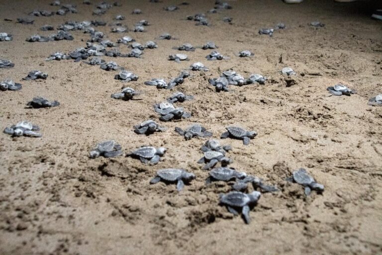 Más de 443 mil tortuguillos fueron liberados en el primer cuatrimestre del año