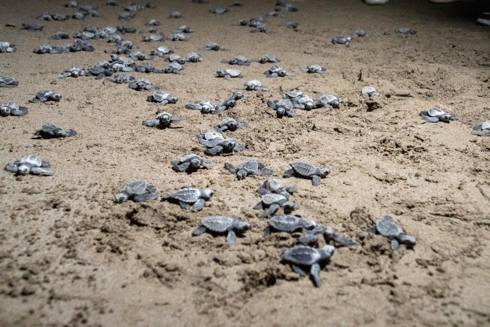 Más de 443 mil tortuguillos fueron liberados en el primer cuatrimestre del año