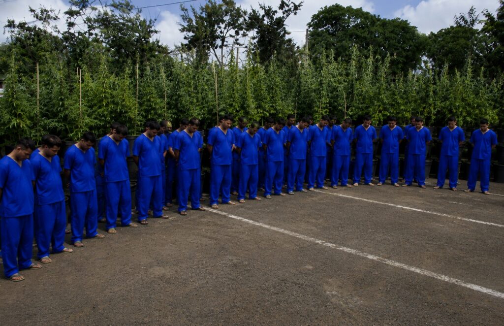 Policía ocupa 6 mil 600 plantas de marihuana y captura a 65 personas por delitos de peligrosidad