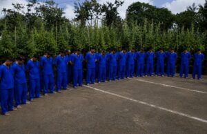 Policía ocupa 6 mil 600 plantas de marihuana y captura a 65 personas por delitos de peligrosidad