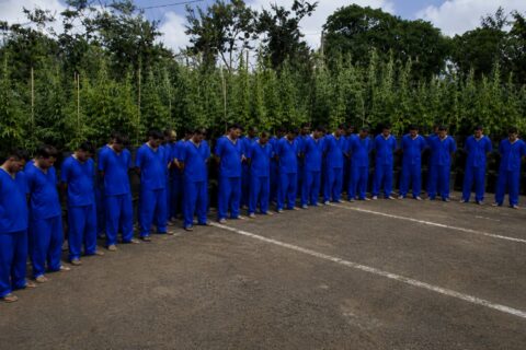 Policía ocupa 6 mil 600 plantas de marihuana y captura a 65 personas por delitos de peligrosidad