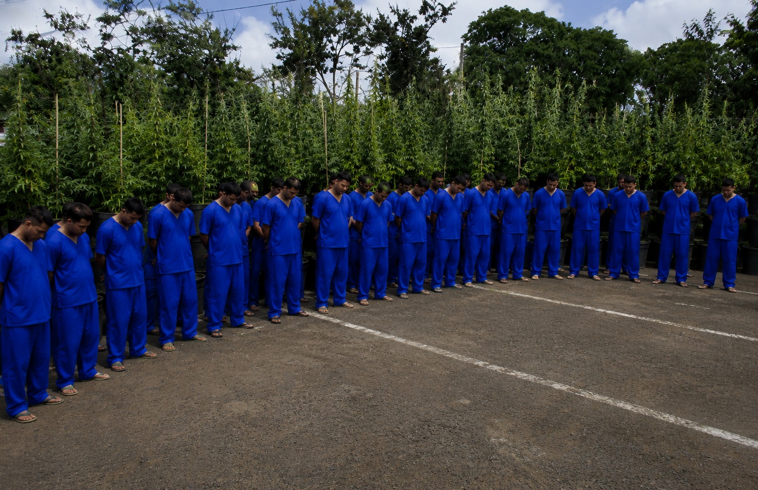 Policía ocupa 6 mil 600 plantas de marihuana y captura a 65 personas por delitos de peligrosidad