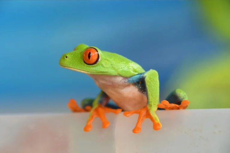 Exportación de fauna silvestre genera U$3.6 millones en divisas entre abril y mayo