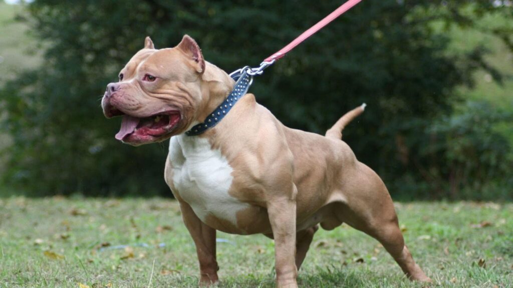 Pitbull deja a un niño grave tras un ataque en Ometepe