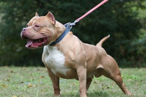 Pitbull deja a un niño grave tras un ataque en Ometepe