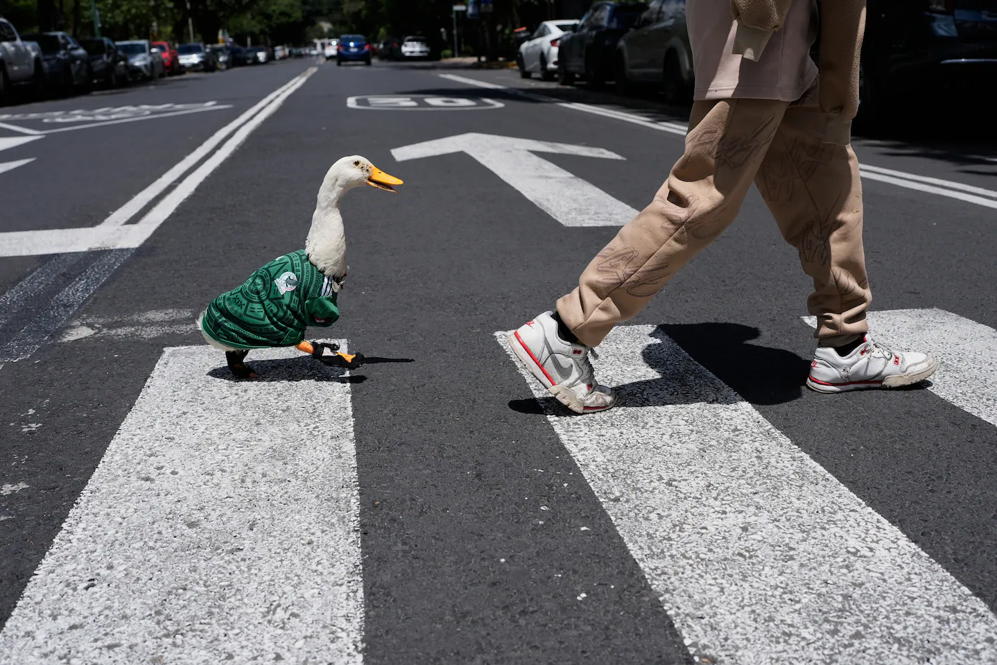 ¿Quién es Merlin? Conoce al pato de las calles de Ciudad de México