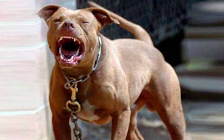 Perra pitbull ataca a una niña de tres años en Masaya provocándole graves lesiones