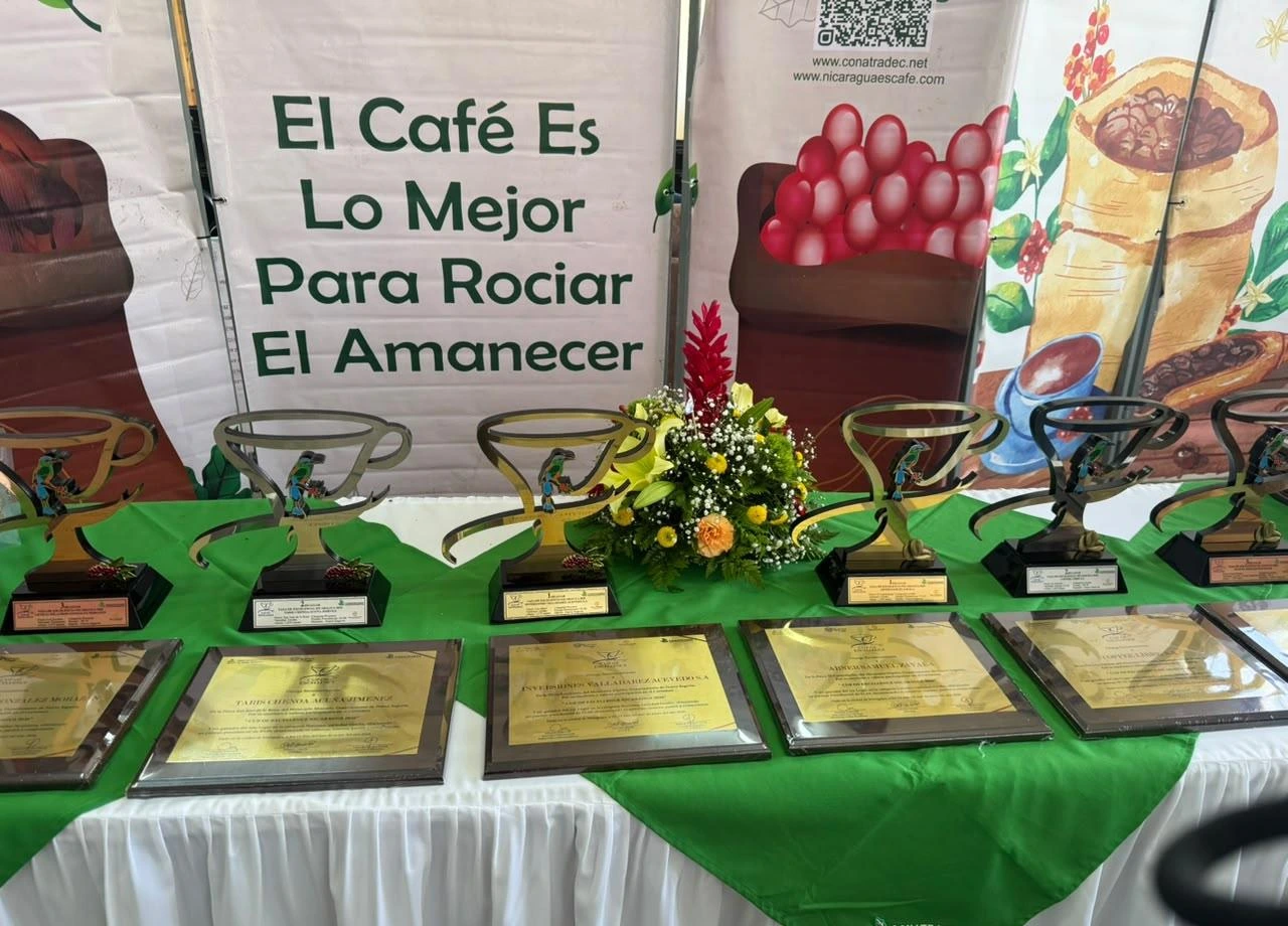Café nicaragüense rompe récord y se cotiza a U$140 la libra en la Taza de Excelencia 2026