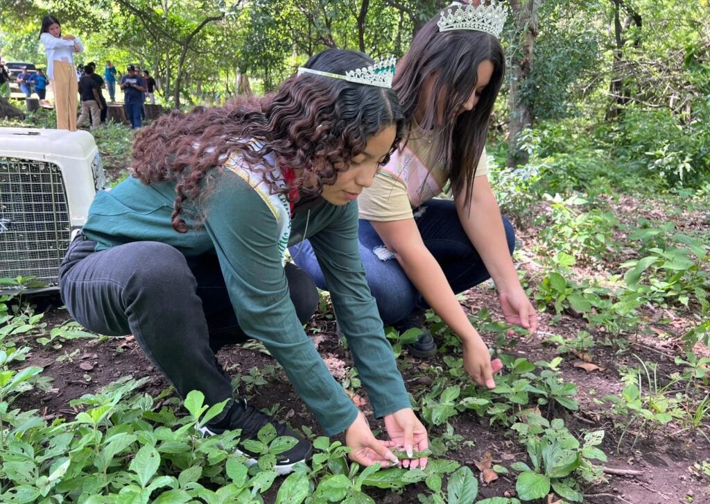 Marena libera 200 iguanas verdes en la Reserva Natural El Chonco-San Cristóbal-Casitas