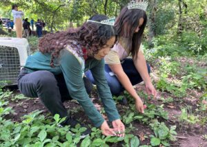 Marena libera 200 iguanas verdes en la Reserva Natural El Chonco-San Cristóbal-Casitas