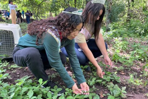Marena libera 200 iguanas verdes en la Reserva Natural El Chonco-San Cristóbal-Casitas
