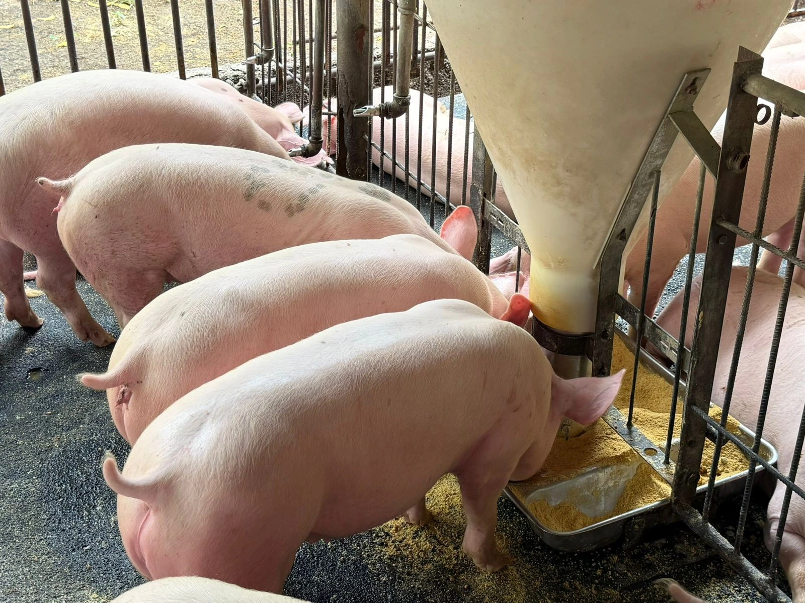 Producción nacional de carne de cerdo alcanza los 12.1 millones de libras en el primer cuatrimestre