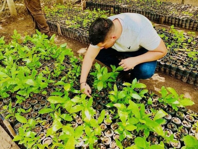 Marena produce 6.3 millones de plantas en el primer semestre del año para reforestar