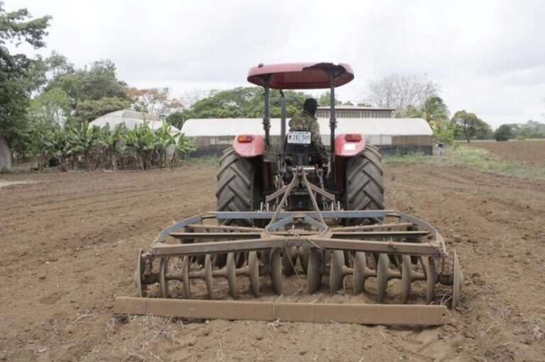 Garantizan semilla de frijol resistente al cambio climático para próximos ciclos productivos