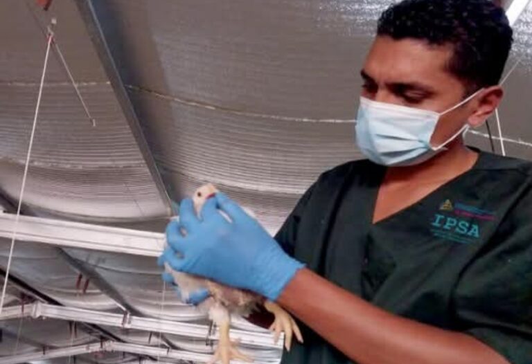 Histórico estatus libre de influenza aviar protege la producción avícola de Nicaragua