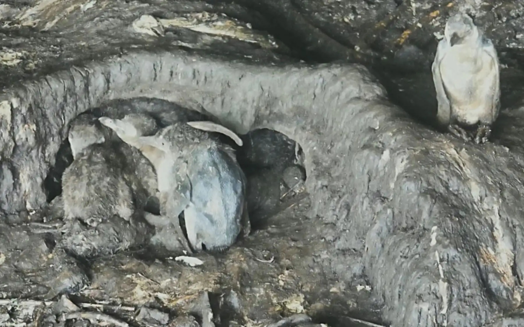 Un pingüino acelera su desaparición por culpa de este fenómeno