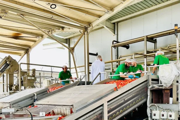 Nicaragua explora alianzas comerciales en la temporada de transformación de tomate en Argelia
