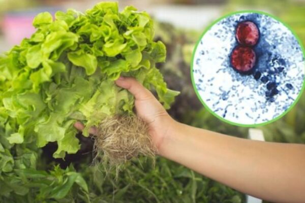 Retiran en EEUU lechuga mexicana que causó diarrea “explosiva” masiva